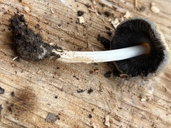 Coprinellus truncorum