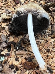 Coprinellus truncorum