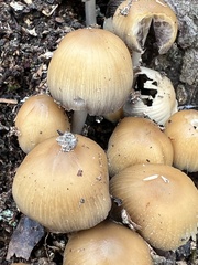 Coprinellus truncorum