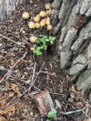 Coprinellus truncorum