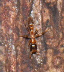 Pseudomyrmex viduus