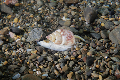 Nassarius spiratus