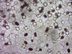 Coprinellus truncorum