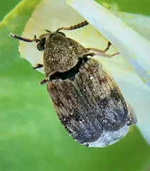 Algarobius prosopis