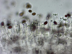 Coprinellus truncorum