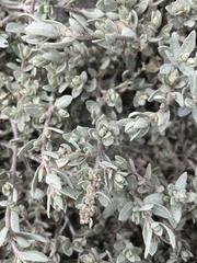 Atriplex watsonii