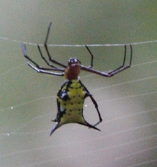 Micrathena miles