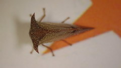 Stictocephala stimulea