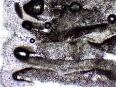 Coprinellus truncorum