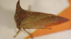 Stictocephala stimulea