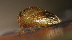 Stictocephala stimulea