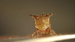 Stictocephala stimulea