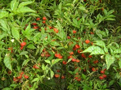 Capsicum baccatum