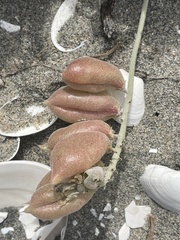 Astragalus anemophilus