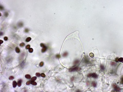 Coprinellus truncorum