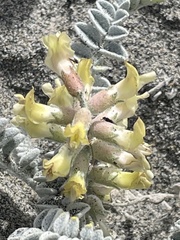 Astragalus anemophilus