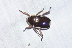 Chrysina