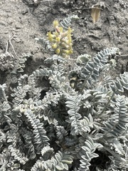 Astragalus anemophilus