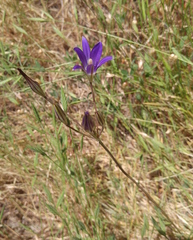 Brodiaea elegans elegans