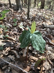 Trillium luteum