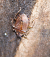 Discocephalinae