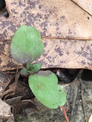 Chrysosplenium americanum