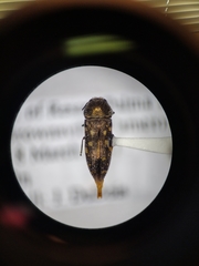 Acmaeodera neoneglecta