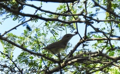 Vireo flavoviridis