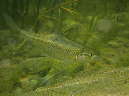 Sabre scraper (Cyprinion acinaces) — Cyprinidae