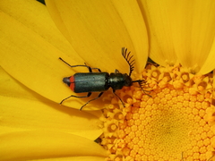 Haplomalachius flabellatus