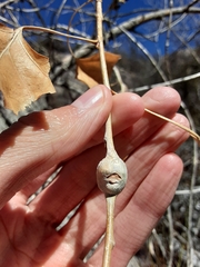 Euhexomyza schineri