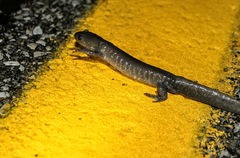 Ambystoma jeffersonianum