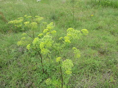 Polytaenia nuttallii