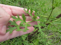 Polytaenia nuttallii