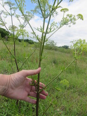 Polytaenia nuttallii