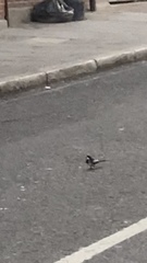 Motacilla alba yarrellii