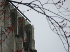 Falco peregrinus