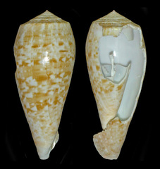 Conus cervus
