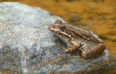 Pelophylax bedriagae