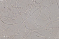 Ditangium