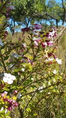 Radamaea montana image