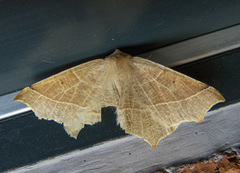 Tetracis cervinaria