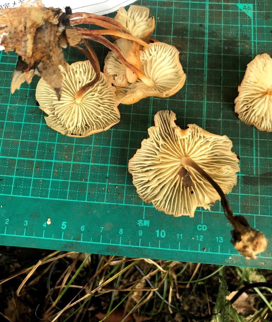Marasmius maculosus · September 2018 · photo: © atsushi_nakajima_cirque (iNaturalist, cc-by)