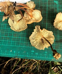 Marasmius maculosus
