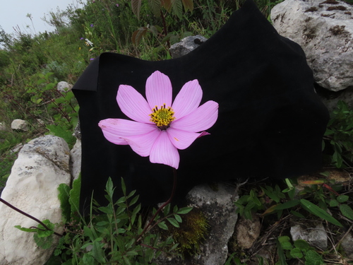 Cosmos peucedanifolius (Cosmos peucedanifolius)