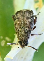 Algarobius prosopis
