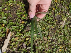 Freesia laxa