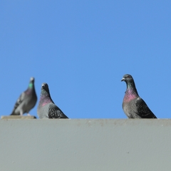 Columba livia domestica