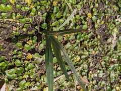 Freesia laxa