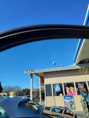 Columba livia domestica